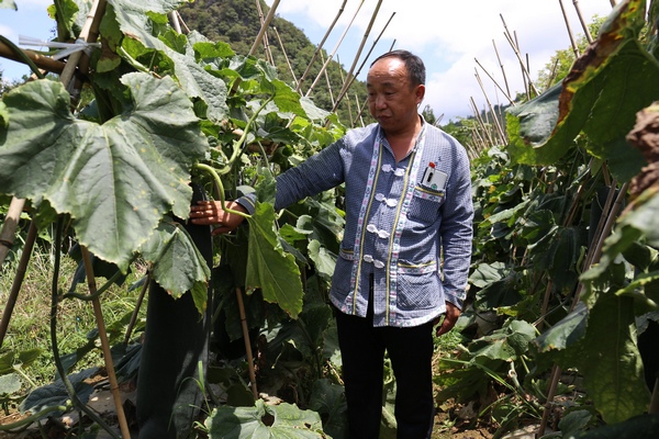 甲良鎮益覺村村主任莫治海在冬瓜基地喜見冬瓜豐收。