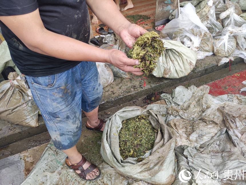 林溪村內，村民正在整理被泡損的白茶。人民網 唐杰攝