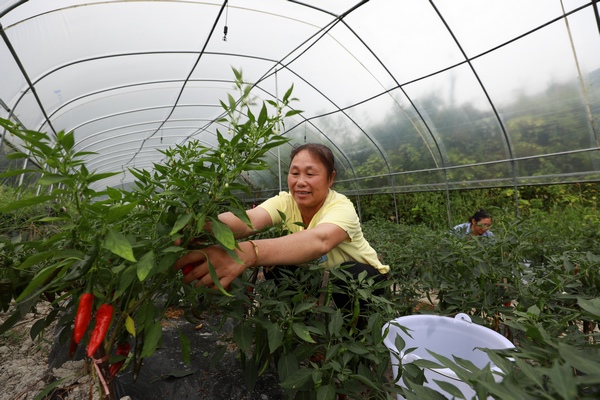 在贵州省剑河县柳川镇加禾村，村民采摘辣椒供应市场。