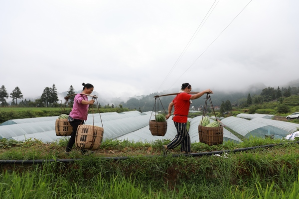在贵州省剑河县柳川镇加禾村西瓜种植基地，村民在搬运刚采摘的西瓜。