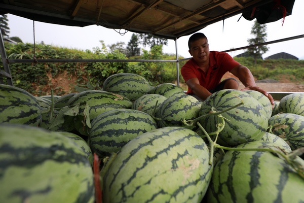 在贵州省剑河县柳川镇加禾村西瓜种植基地，商贩上门采购西瓜。