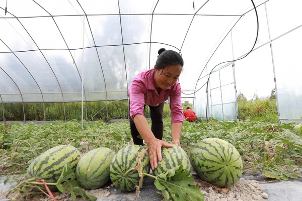 在贵州省剑河县柳川镇加禾村西瓜种植大棚里，村民采摘西瓜供应市场。