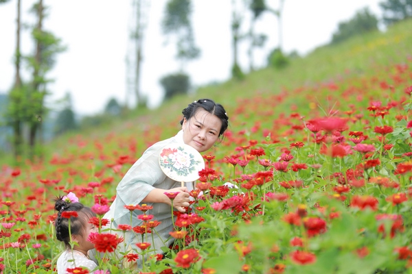 游客在天馬鎮苗落村玉門洞景區百日菊“花海”拍照。楊雲攝 