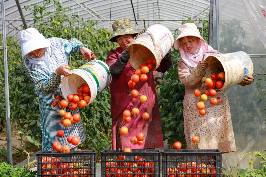 2021年8月21日，貴州省黔西市文峰街道田坎社區村民將採收的大棚西紅柿裝筐。