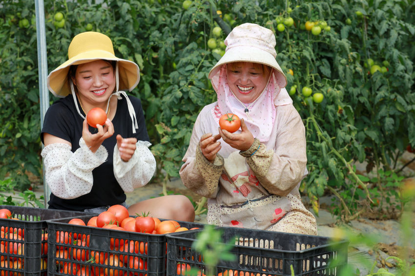 2021年8月21日，貴州省黔西市文峰街道田坎社區村民在分揀採收的大棚西紅柿。