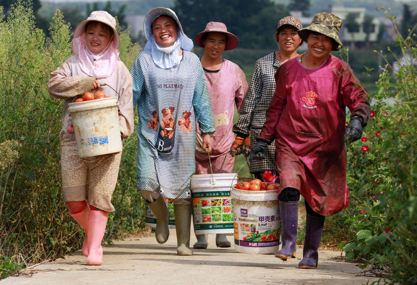 2021年8月21日，貴州省黔西市文峰街道田坎社區村民在提運採收的大棚西紅柿。