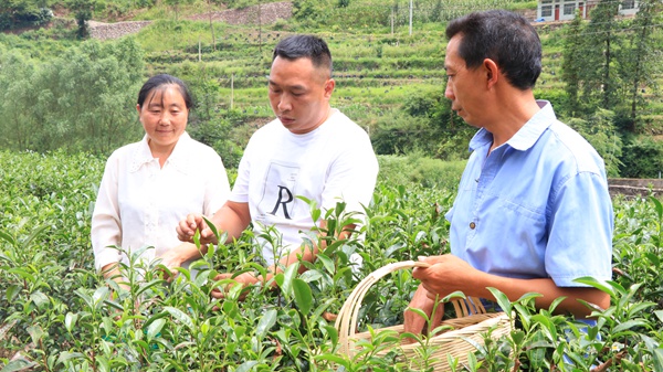 當地村干部和農戶一起採摘茶青 (1)