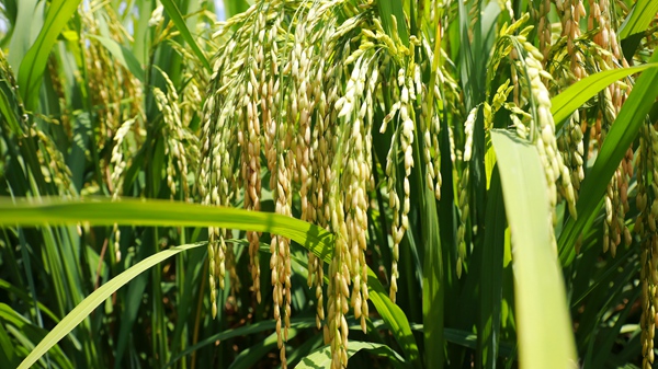七星關區：又是一年風吹稻浪時 水稻豐收在望！