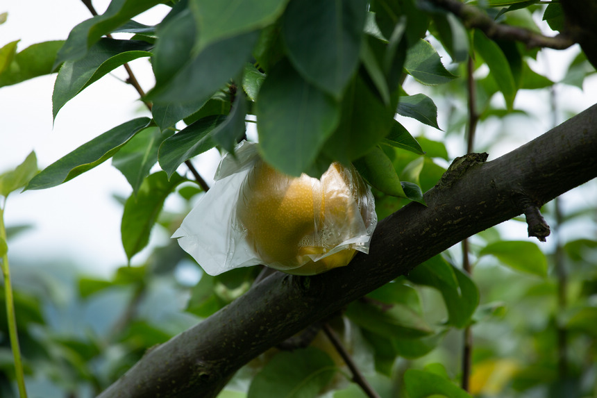 為保護果梨不受蚊虫叮咬，果農為其套上保護膜。人民網 陽茜攝