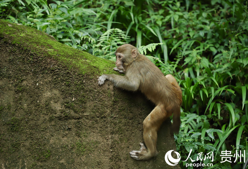 2021年8月28日，在貴州省貴陽市雲岩區黔靈山公園內拍攝的獼猴。人民網 顧蘭雲攝
