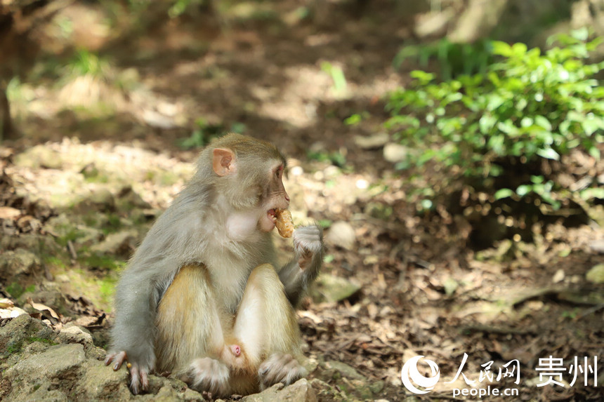 2021年8月28日，在貴州省貴陽市雲岩區黔靈山公園內拍攝的獼猴。人民網 顧蘭雲攝