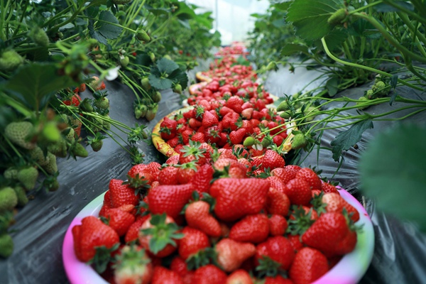 七星關區小吉場鎮德勝社區草莓種植基地，草莓迎來豐收。周海東攝