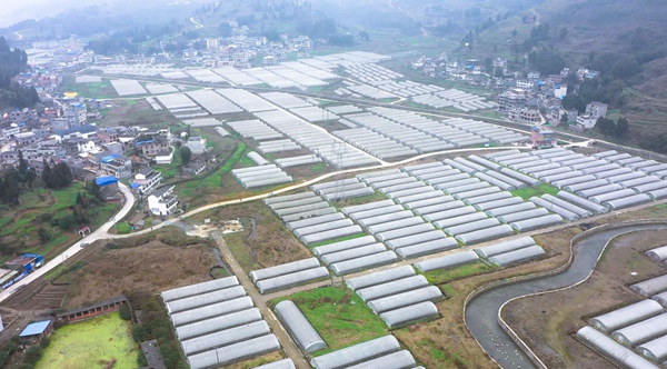 七星關區小吉場鎮德勝社區草莓種植基地。周海東攝