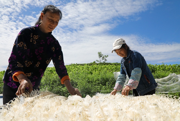 七星關區小吉場鎮德勝社區桑蠶養殖基地，村民晾晒蠶繭。周海東攝