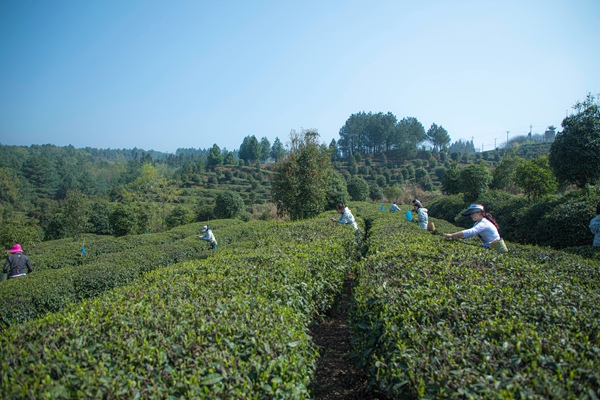 七星關區楊家灣鎮三合村周驛茶場內，村民採摘茶葉。周海東攝