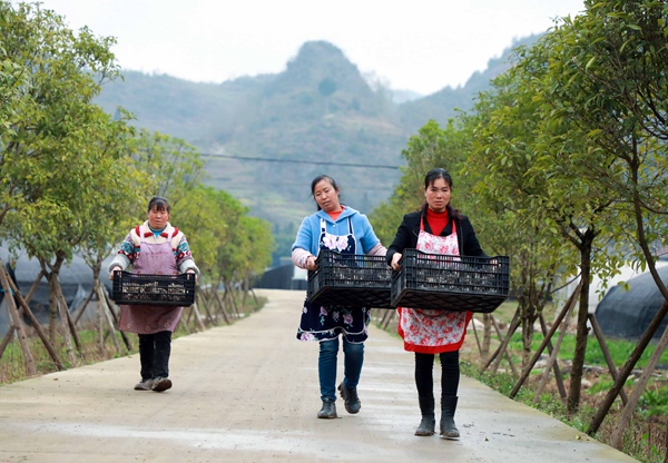 七星關區鴨池鎮岩頭社區大棚蔬菜種植基地裡，村民搬運剛採摘裝籃的食用菌。周海東攝