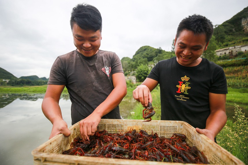 在贵州省黔西市钟山镇铜鼓村养殖户在挑选小龙虾。
