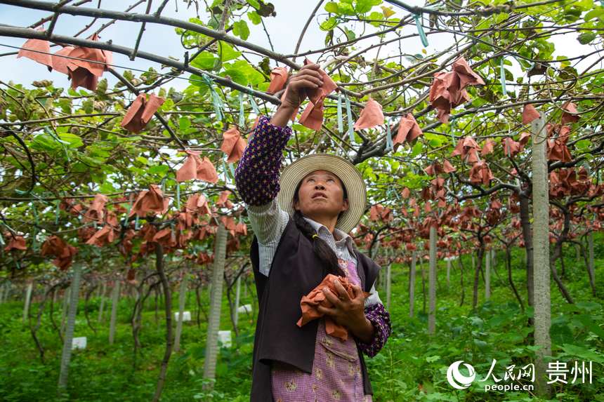 果農正在採摘成熟獼猴桃。人民網 陽茜攝