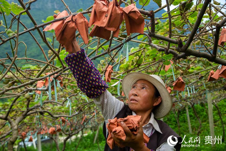 獼猴桃產業為當地村民帶去收入。人民網 陽茜攝