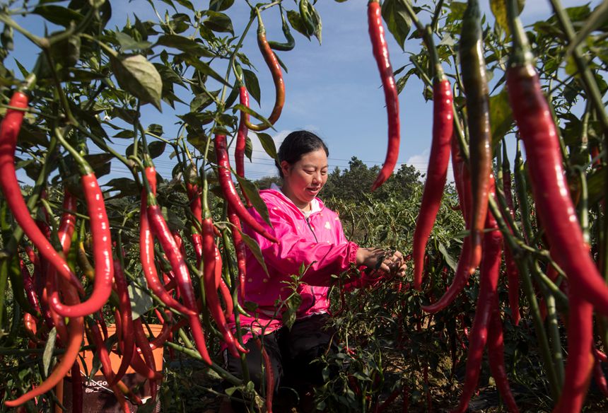 村民在贵州省黔西市林泉镇清浦村辣椒种植基地采收辣椒。