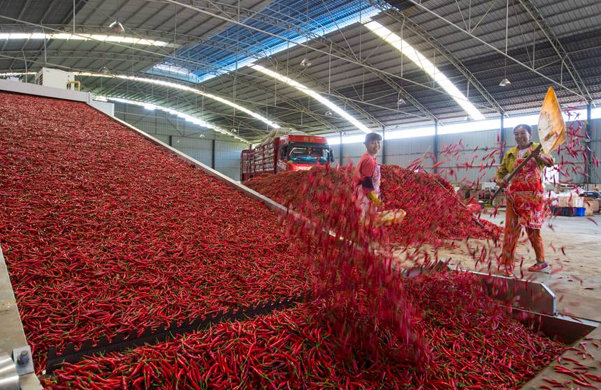 贵州省黔西市林泉镇海子社区辣椒收购、加工车间，村民对鲜辣椒进行烘干加工。