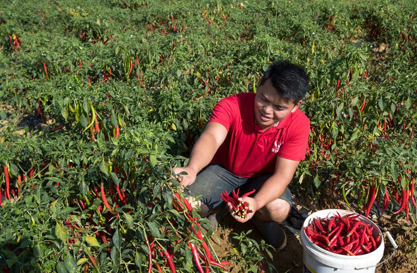 村民在贵州省黔西市林泉镇清浦村辣椒种植基地采收辣椒。