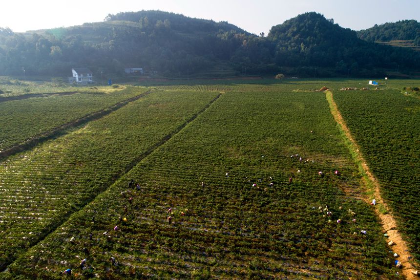 贵州省黔西市林泉镇清浦村辣椒种植基地一角（无人机照片）。