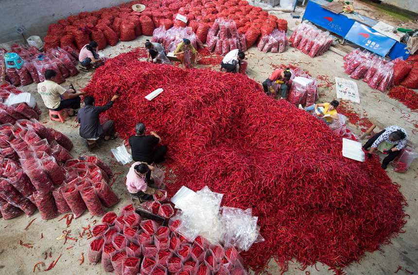 贵州省黔西市林泉镇海子社区辣椒收购、加工车间，村民分拣、装袋辣椒。