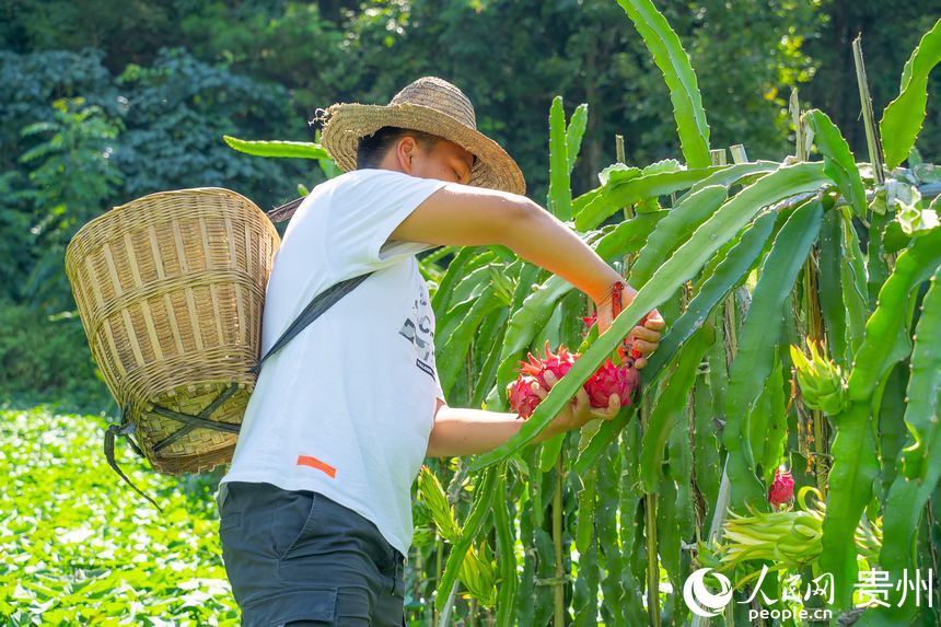 果农陈乾坤正为客商采摘成熟的火龙果。人民网 涂敏摄