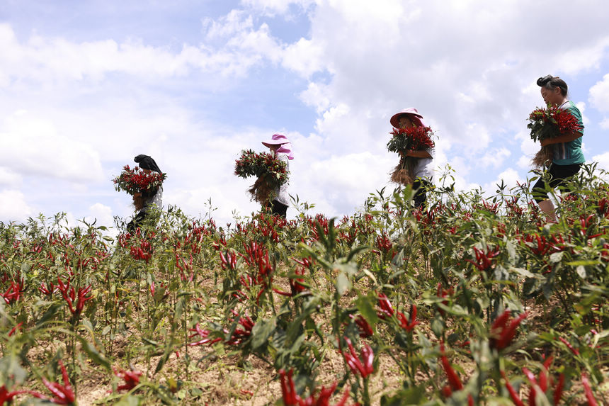 2021年9月6日,在贵州省黔东南苗族侗族自治州剑河县久仰镇毕下村辣椒种植基地,村民在搬运刚采收的辣椒。杨家孟摄