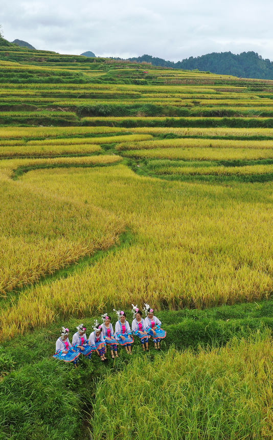 9月7日，身著民族服裝的游客在貴州省丹寨縣龍泉鎮高要梯田游玩（無人機照片）。
