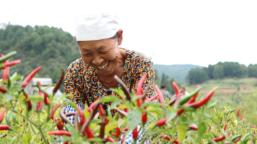農戶在辣椒種植基地採收辣椒。