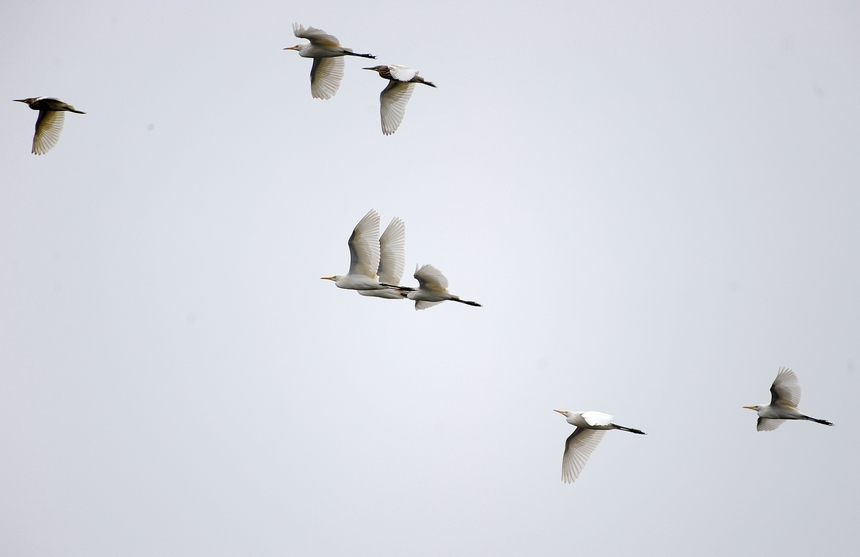 9月15日，白鷺在貴州省黔東南苗族侗族自治州丹寨縣城郊東湖濕地公園上空飛翔。 