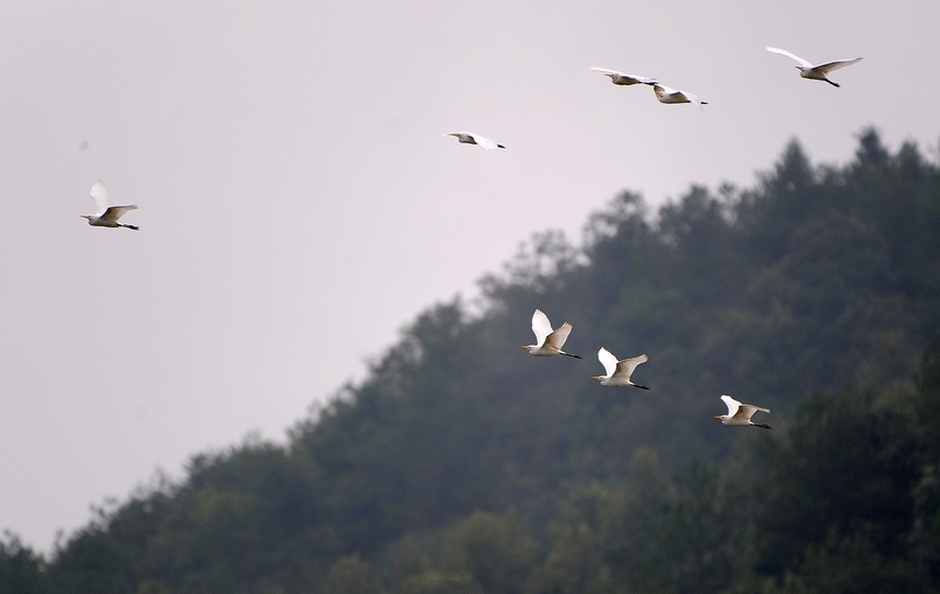 9月15日，白鷺在貴州省黔東南苗族侗族自治州丹寨縣城郊東湖濕地公園的樹林間飛翔。