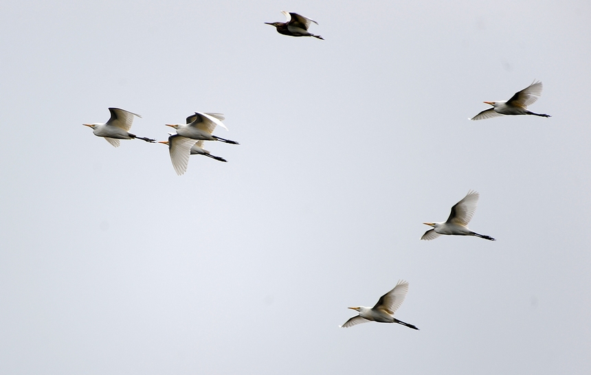 9月15日，白鷺在貴州省黔東南苗族侗族自治州丹寨縣城郊東湖濕地公園上空飛翔。