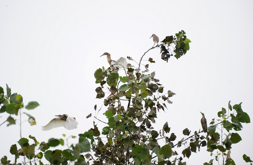 9月15日，灰鷺在貴州省黔東南苗族侗族自治州丹寨縣城郊東湖濕地公園的樹上棲息。