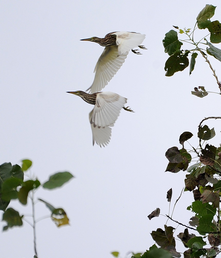 9月15日，灰鷺在貴州省黔東南苗族侗族自治州丹寨縣城郊東湖濕地公園的樹林間飛翔。