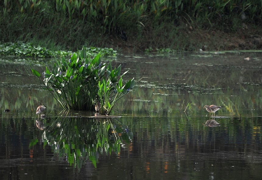 9月15日，灰鷺在貴州省黔東南苗族侗族自治州丹寨縣城郊東湖濕地公園裡覓食。