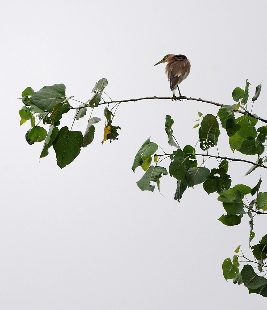 9月15日，一隻灰鷺在貴州省黔東南苗族侗族自治州丹寨縣城郊東湖濕地公園的樹上棲息。