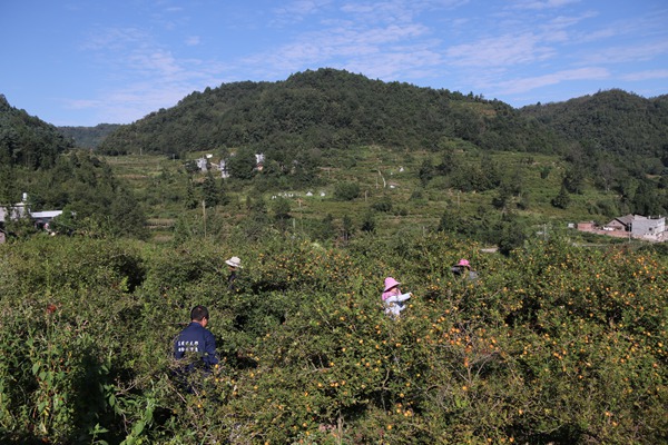 西沖社區居民在基地裡採摘刺梨。
