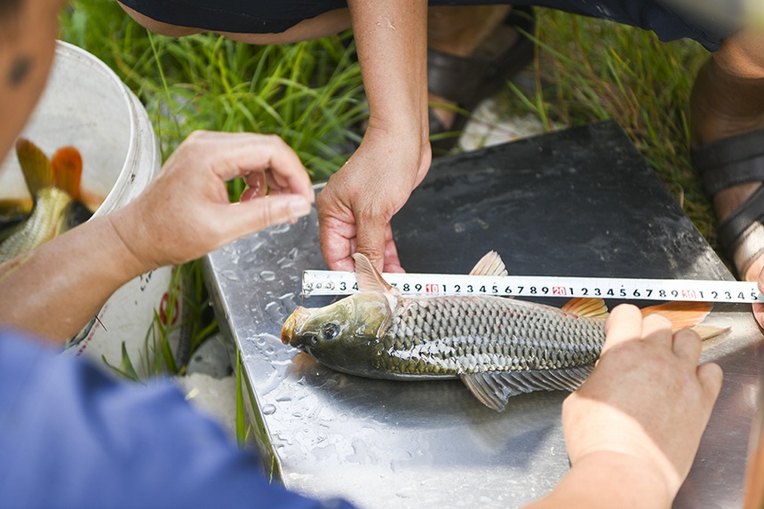 2021年9月12日，水產工作人員對生態稻魚種苗補助項目進行測產驗收。楊仁海攝