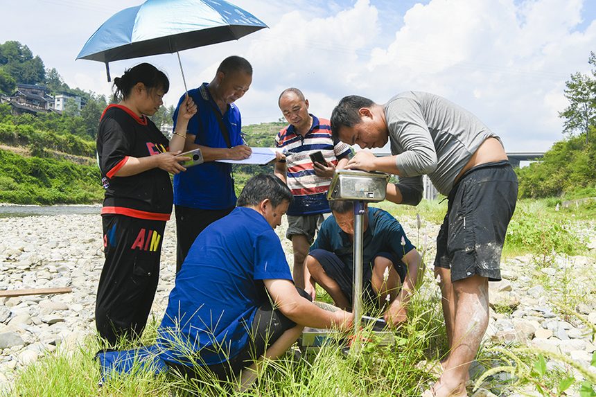 2021年9月12日，水產工作人員對生態稻魚種苗補助項目進行測產驗收。楊仁海攝