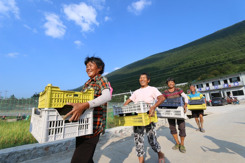 2021年9月15日，貴州省銅仁市印江土家族苗族自治縣峨嶺街道張家村農民搬運著豐收的黑斑蛙，喜笑顏開。