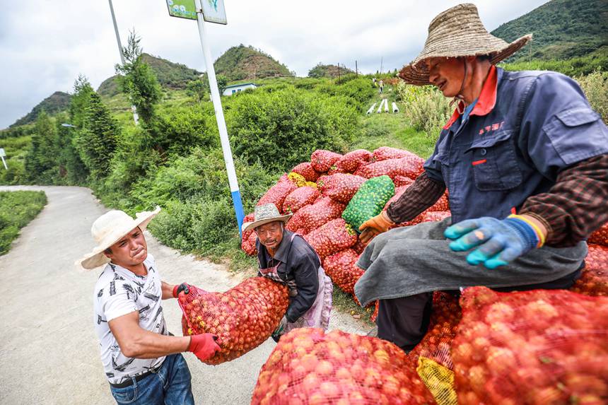 村民在毕节市七星关区八寨镇茅栗坪社区将采摘好的刺梨鲜果搬运装车。 