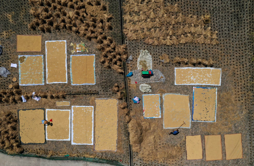 9月26日，村民在贵州省丹寨县兴仁镇翻杠苗寨稻田里晾晒收获的稻谷（无人机照片）。