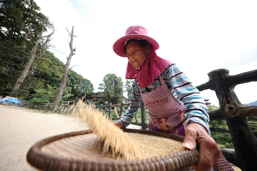 9月26日，在貴州省丹寨縣興仁鎮岩英苗寨，村民在清理稻谷裡的雜物。