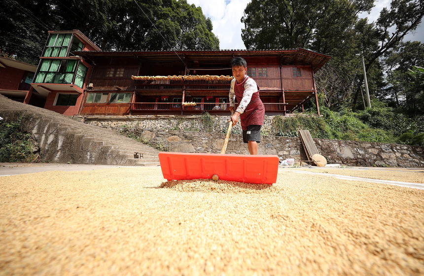 9月26日，在贵州省丹寨县兴仁镇岩英苗寨，村民在晾晒收获的稻谷。