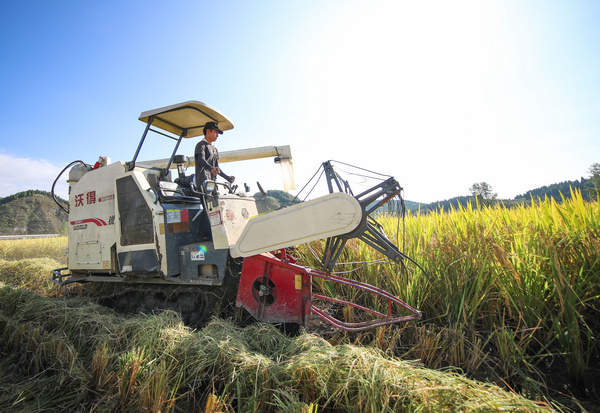 2021年9月29日，在貴州省玉屏侗族自治縣新店鎮洞坪村，農民駕駛收割機收割晚稻。