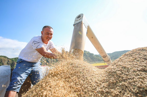 2021年9月29日，在貴州省玉屏侗族自治縣新店鎮洞坪村，農民在收獲晚稻。