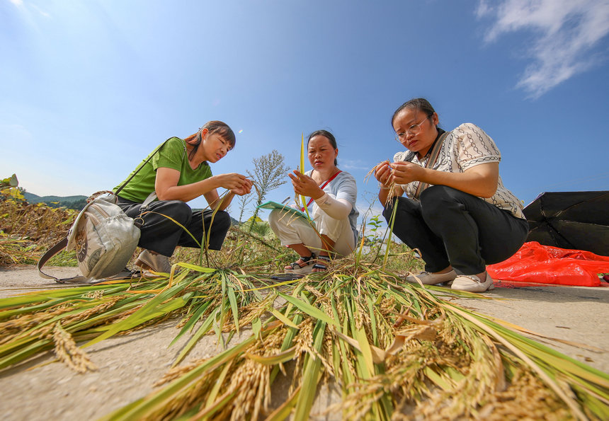 2021年9月29日，在貴州省玉屏侗族自治縣新店鎮洞坪村，農技人員對晚稻進行測產。 胡攀學攝
